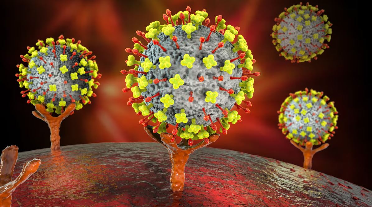 Vírus Nipah: como é transmitido? Pode chegar em Angola? Quais os sintomas? Tire dúvidas